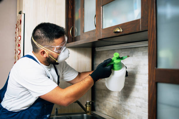 Wasp Removal Services in Leavenworth, WA