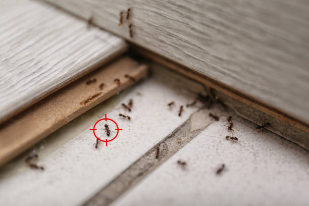 Best Bed Bug Extermination  in Leavenworth, WA